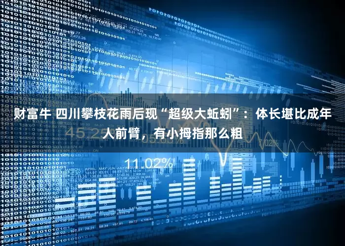 财富牛 四川攀枝花雨后现“超级大蚯蚓”：体长堪比成年人前臂，有小拇指那么粗